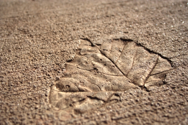 Concrete leaf.