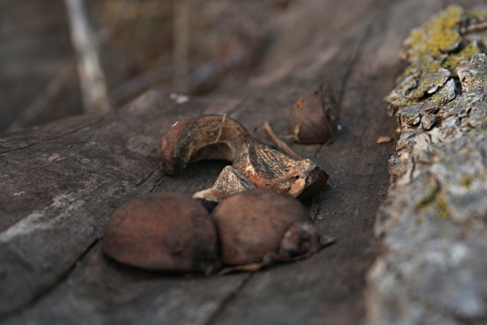 Hickory nuts.