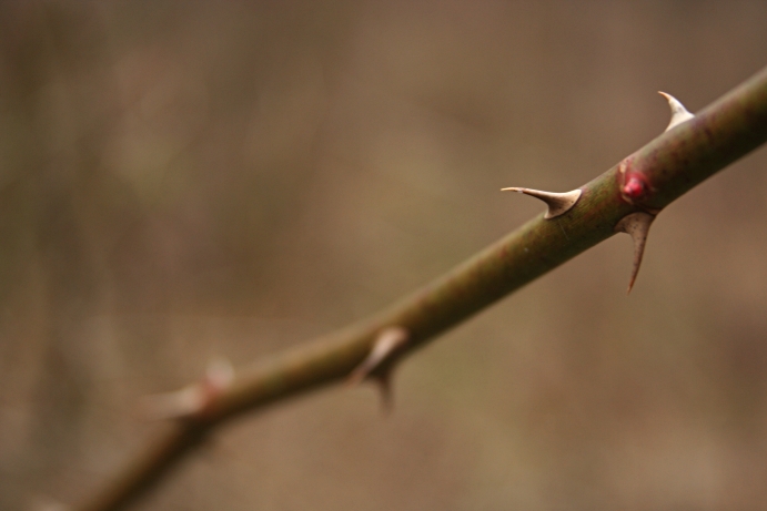 Thorns.