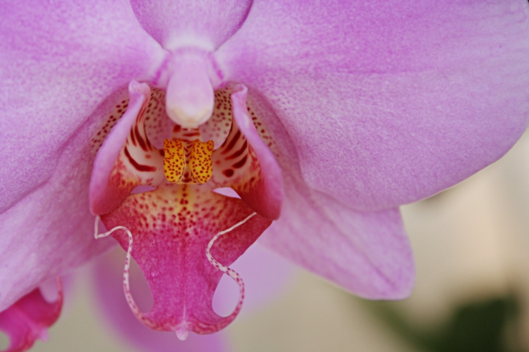 Orchid.