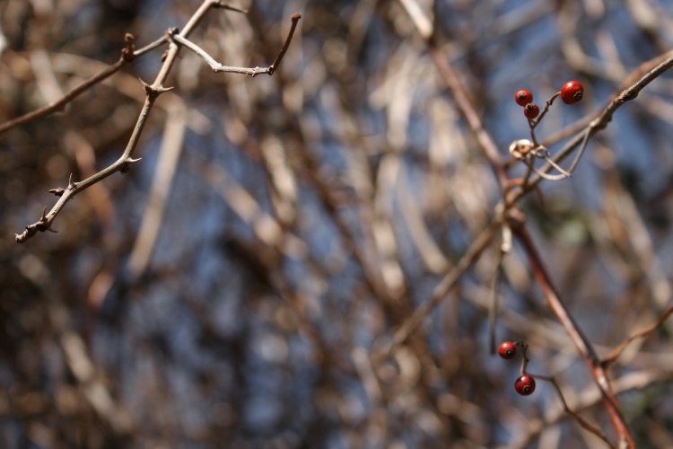 Red berries.  Blue sky.