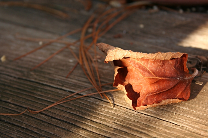 Red leaf and needles.