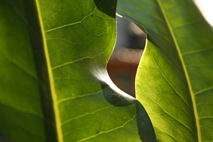 Schefflera leaves.