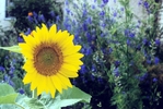Sunflower.