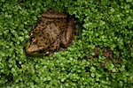 Frog.
