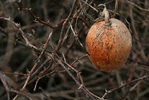 Gourd.