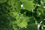 Green.
