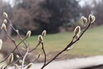 Magnolia buds.