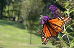 Monarch.