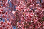Pink.