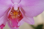 Orchid.