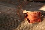 Red leaf and needles.