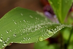 Rain.