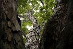 Looking up.
