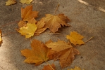 Yellow Leaves.