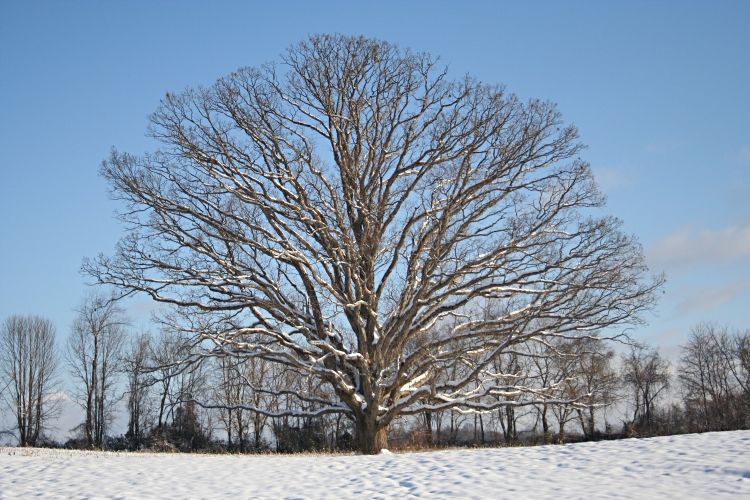 A snowy white oak.
