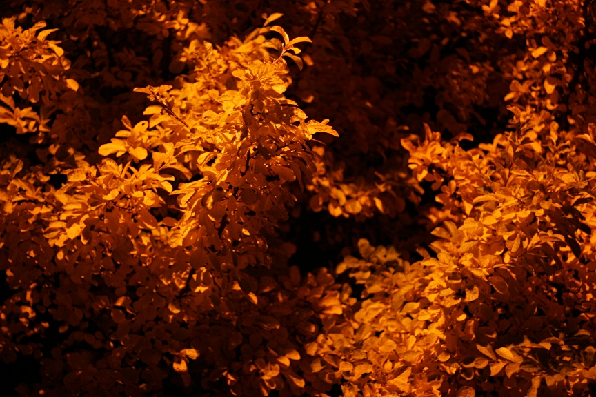 Yellow leaves.